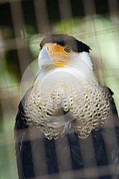 Crested caracara Caracara cheriway in Anton Valley zoo, Panama