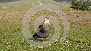 Crested Caracara, Caracara plancus, bird of prey in America