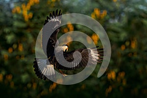 Crested Caracara, Caracara plancus, bird of prey flight in the yellow flower bloom tree, Rio Tarcoles in Costa Rica. Tropic nature