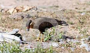 Crested Caracara (Caracara plancus) in Brazil