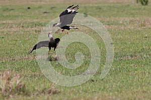 Crested Caracara (Caracara plancus) Florida USA