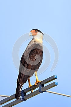 Crested Caracara (Caracara plancus) perched on an antenna