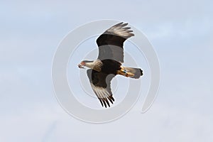 Crested Caracara (cheriway)