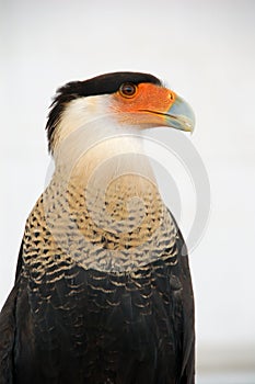 Crested caracara exotic falcon