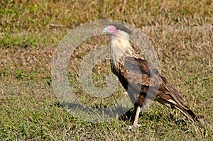 Crested Caracara, Florida