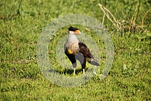 Crested Caracara male