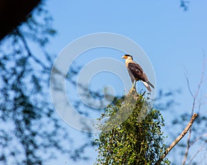 Crested Caracara perched on dead tree in Choke Canyon State Park.