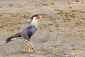 Crested Caracara (Caracara plancus), taken in Costa Rica photo