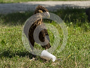 Crested caracara with a plastic cup at the bird show