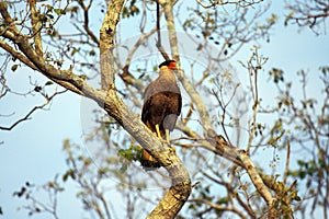 Crested Caracara, polyborus plancus, Adult standing in Tree, Pantanal in Brazil photo