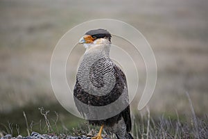 Crested Caracara portrait.