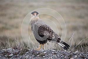 Crested Caracara portrait.