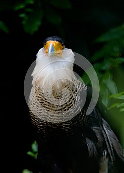 Crested Caracara Portrait