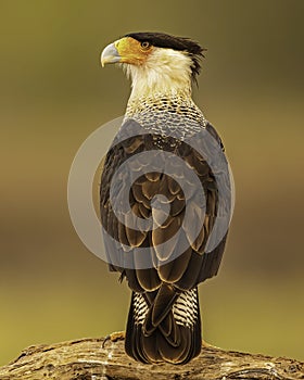 Crested Caracara raptor poses on tree limb