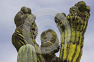 Crested Cardon Cactus
