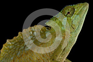 The Crested chameleon Trioceros cristatus