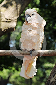 Crested Cockatoo Perched on a Branch