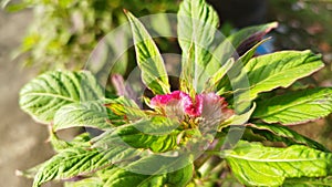 Crested Cockscomb Flower, scientifically known as Celosia argentea cristata have resemblance to a rooster's comb