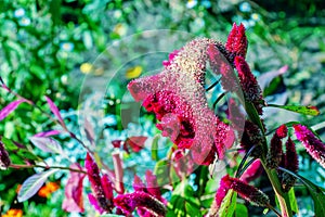 Crested Cockscomb Flower, scientifically known as Celosia argentea cristata have resemblance to a rooster\'s comb, featuring