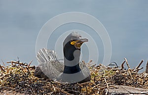 Crested cormorant, (Phalacrocorax aristotelis) photo