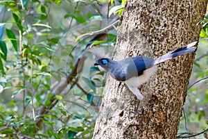 Crested coua bird Coua cristata Madagascar