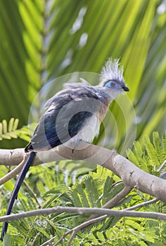 Crested Coua Coua coua on the tropical forest background