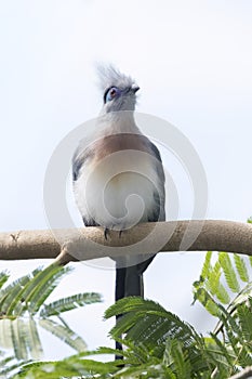 Crested Coua perched on the tree branch