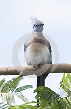 Crested Coua perched on the tree branch