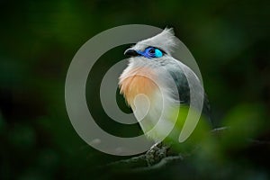 Crested Couna, Coua cristata, rare grey and blue bird with crest, in nature habitat. Couca sitting on the branch, Madagacar. Birdw