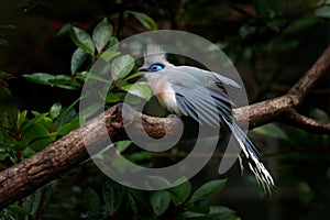 Crested Couna, Coua cristata, rare grey and blue bird with crest, in nature habitat. Couca sitting on the branch, Madagascar. Bird