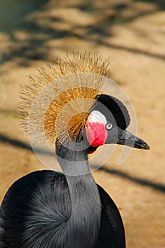 Crested crane