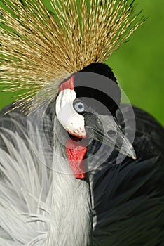 Crested Crane