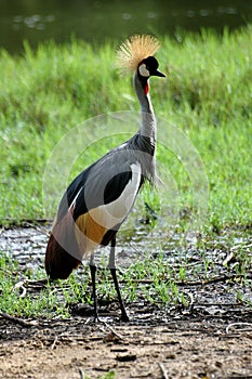 Crested crane