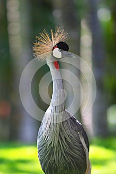 Crested crane