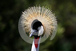 Crested Crane Bird