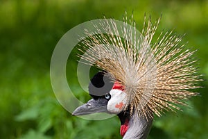 Crested Crane portrait