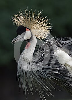 Crested crane
