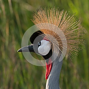 Crested Crane - Uganda