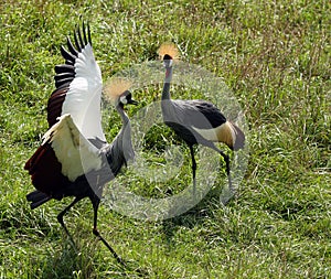 Crested Cranes