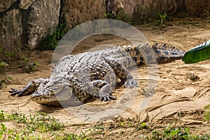 Crested crocodile - the largest animal of this species