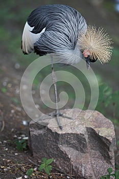 Crested crown with yellow tuft
