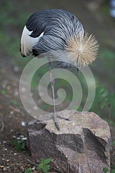 Crested crown with yellow tuft