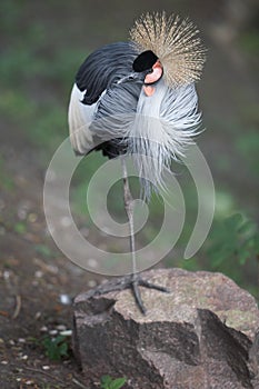 Crested crown with yellow tuft