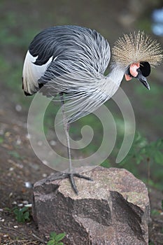 Crested crown with yellow tuft