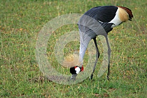 Crested / Crowned Crane, Uganda, Africa
