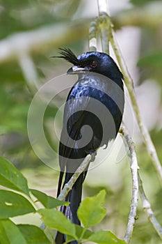 Crested Drongo