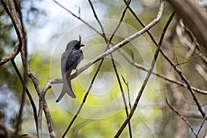 Crested drongo, Dicrurus forficatus is common in Madagascar, reserve Tsingy Ankarana, Madagascar