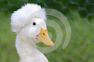 Crested Duck