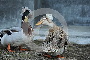 Crested duck
