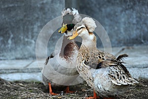 Crested duck